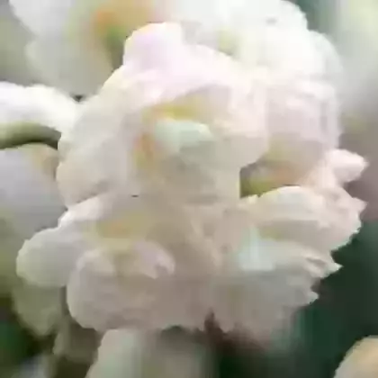 Cheerfulness